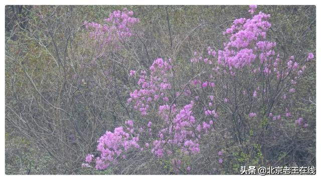 密云印象｜错过了今年密云大山里杜鹃花的花期，明年一定会再去。