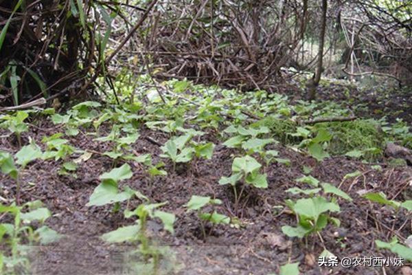 青天葵怎么种？青天葵的种植技术