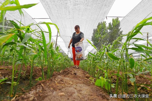 大姜高产种植管理技术，牢记这五项田间管理，大姜个头大品质好