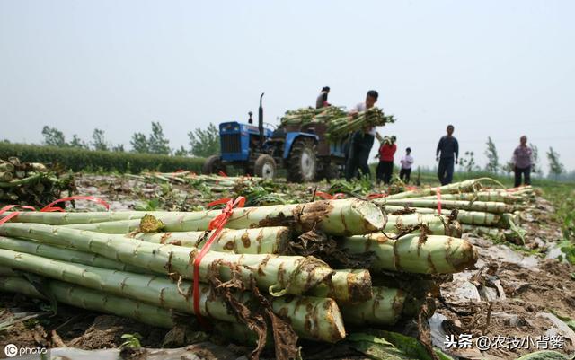 莴苣种植上市晚、产量低？9个种植管理细节手把手教你夺高产