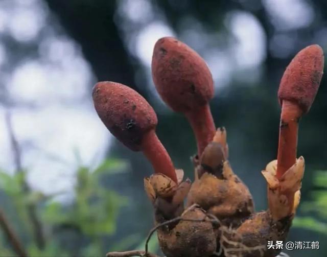 土家名贵中草药人称“回 春 草”，冠似蛇头种植困难，300块钱一斤