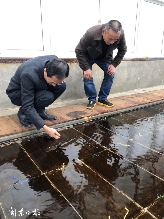 海带的幼苗培育，及海区条件