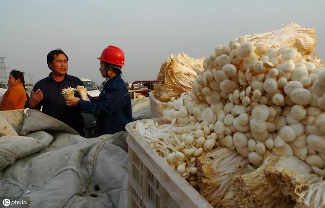 金针菇传统袋装栽培技术，从配料到采收，详细讲解