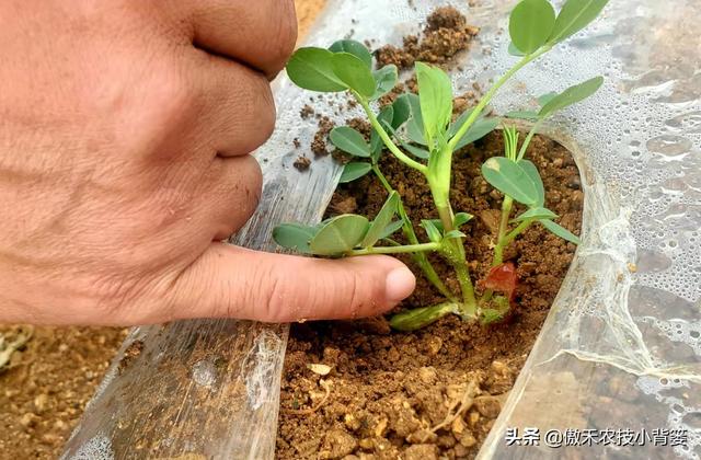 花生覆膜种植能高产，但在覆膜管理上要重点抓好这4点