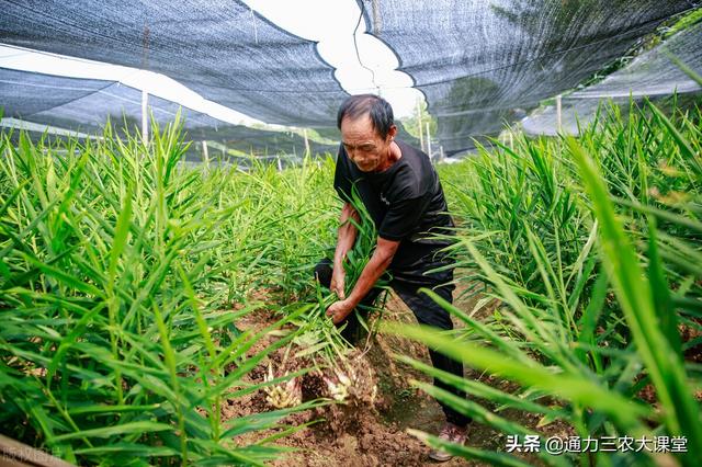 大姜高产种植管理技术，牢记这五项田间管理，大姜个头大品质好