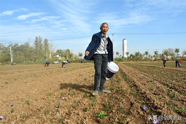 农民种植中药材藏红花，每亩只能收获2斤，巅峰时造就一批土豪