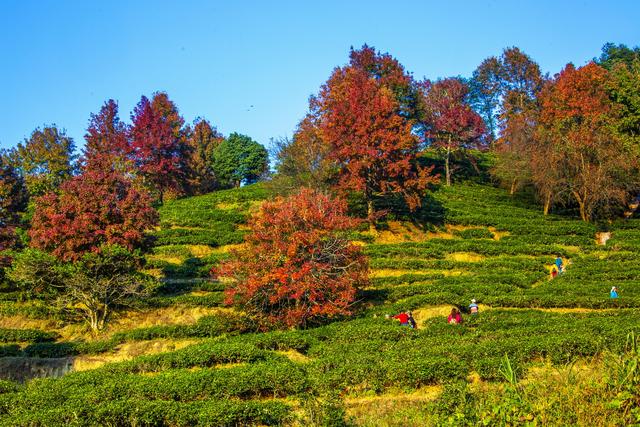 岭南叶正红，广东有座“红枫茶山”