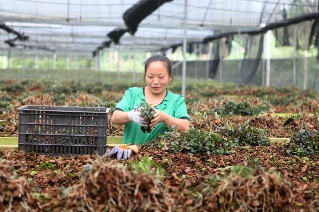 种植中药材前景如何？常见中药材种植技术大分享，建议收藏起来