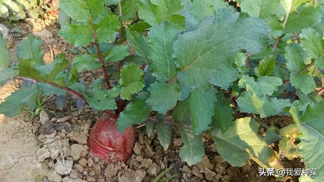 萝卜种植要想脆甜不辣，一定要做好这三点