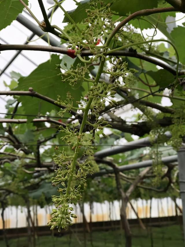 茉莉香葡萄种植技术（2）茉莉香葡萄在花期该如何管理？