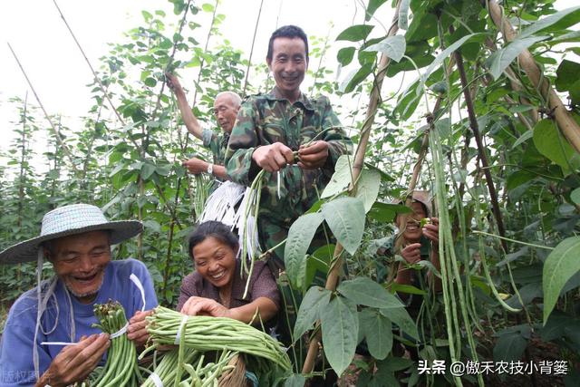 豆角如何种植和管理，才能让苗株长势更好、开花结荚更多？