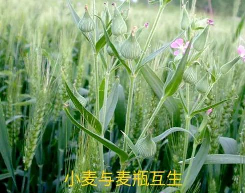 人称“面条菜”又叫“麦瓶草”，识者是宝迷者是草？人工可种植