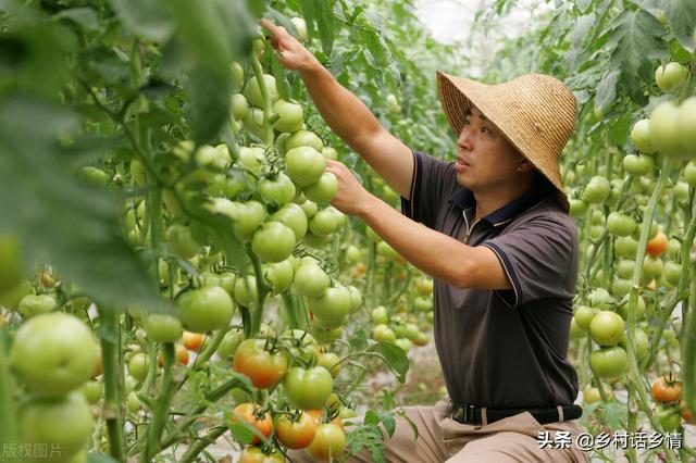 种植西红柿、黄瓜和辣椒，用这几个简单方法，果实结得多又多