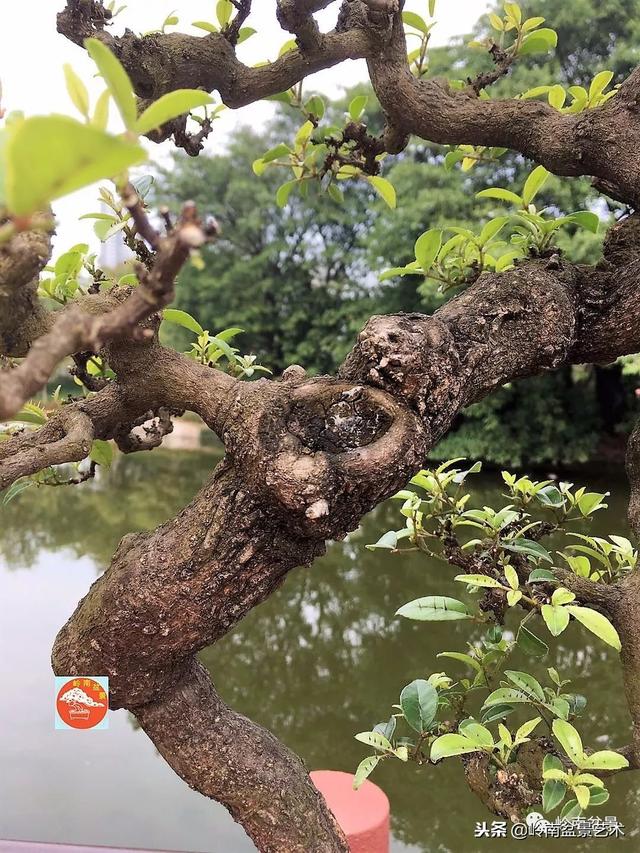 栽一盆两面针（利），双双得利！