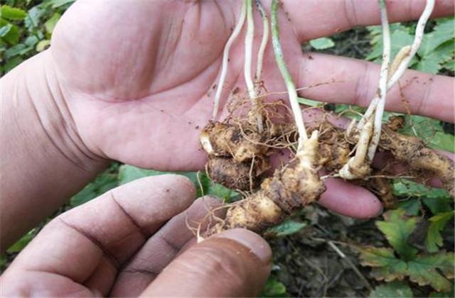 竹节参种植技术，种植方法既简单又方便，不妨学习一下