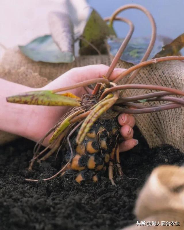 水上花园教程：用容器种植睡莲的六个简单步骤