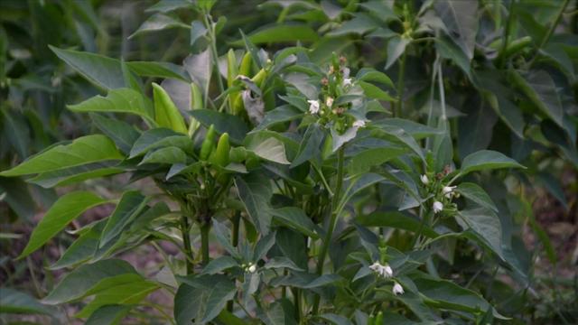 茄子辣椒栽种有不同，注意2个问题，植株长势好，你做对了吗