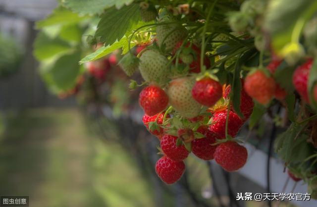 草莓种植面积256万亩，四季草莓只占区区4.5万亩！你确定吃过？