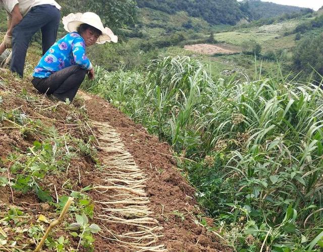 适合“懒人”种植的药材，亩收入3万以上，投资少，收益快！