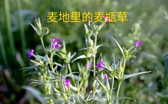 人称“面条菜”又叫“麦瓶草”，识者是宝迷者是草？人工可种植