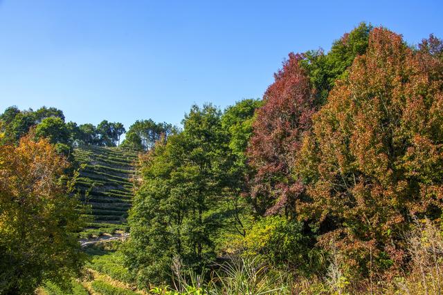 岭南叶正红，广东有座“红枫茶山”