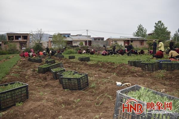 汝州市夏店镇：迷迭香种植正当时