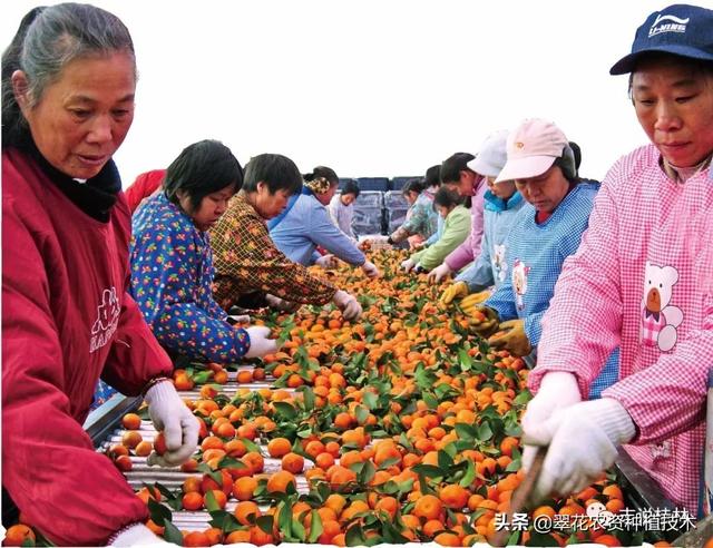 桂林农业的闪耀新星——荔浦砂糖桔