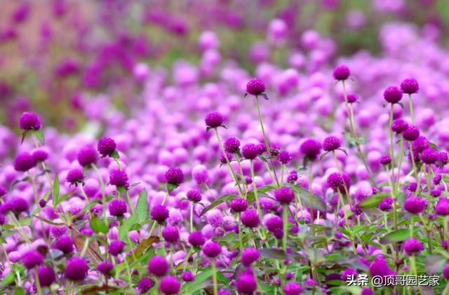 6种适合庭院栽植的开花植物，一年最少开花3个月，你家有吗？