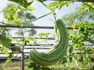 水瓜种植技术(超爱种苦瓜，如何上架、打杈、浇水施肥？有没有格外需要注意的？)