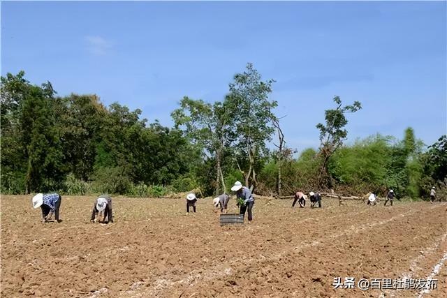 鹏程街道：牛心菜种植托起群众“致富梦”