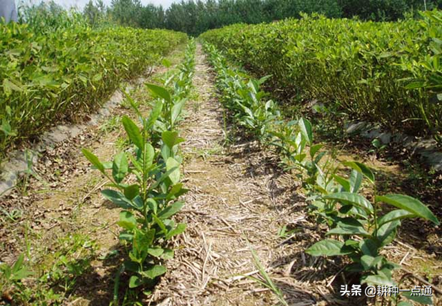 油茶的栽培与管理技术请收好