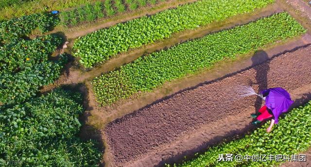 打籽西葫芦高产种植技术及病虫害防治要点