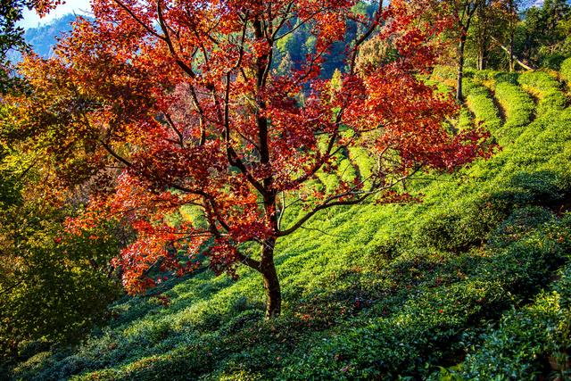 岭南叶正红，广东有座“红枫茶山”