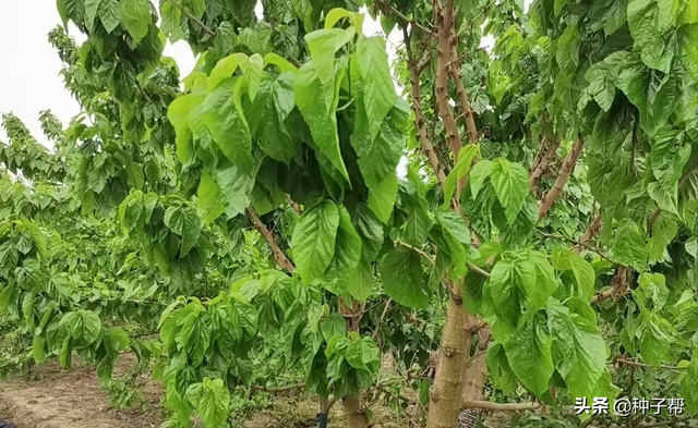 饲料蛋白桑，耐寒耐旱，好成活，种植一次能割30年，种植技术介绍