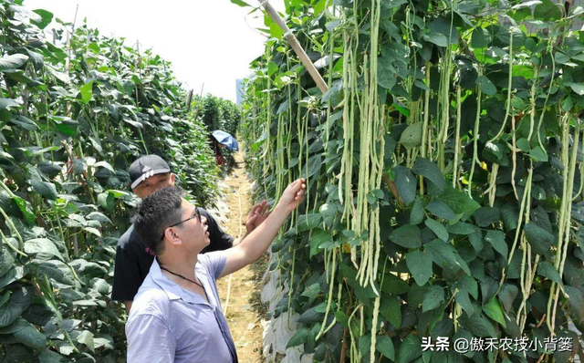 豆角如何种植和管理，才能让苗株长势更好、开花结荚更多？