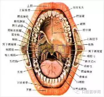 口腔解剖图谱