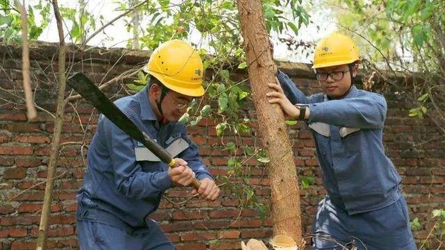 一款荒地除草剂，竹子、大树、灌木、杂草轻松除干净