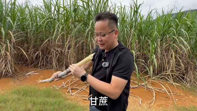 即将这边直播跟大家交流甘蔗种植经验，大家来直播交流啊 #三农