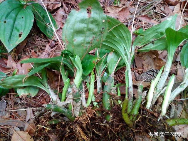 被人称作“见血清”，和车前草长得很像，可以当盆栽养护