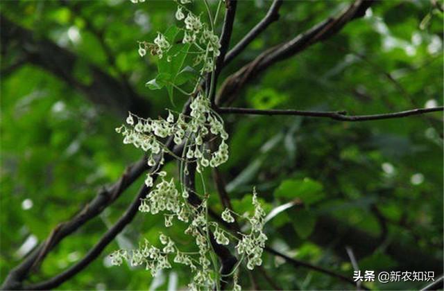 中草药、药用植物种植：何首乌人工栽培技术