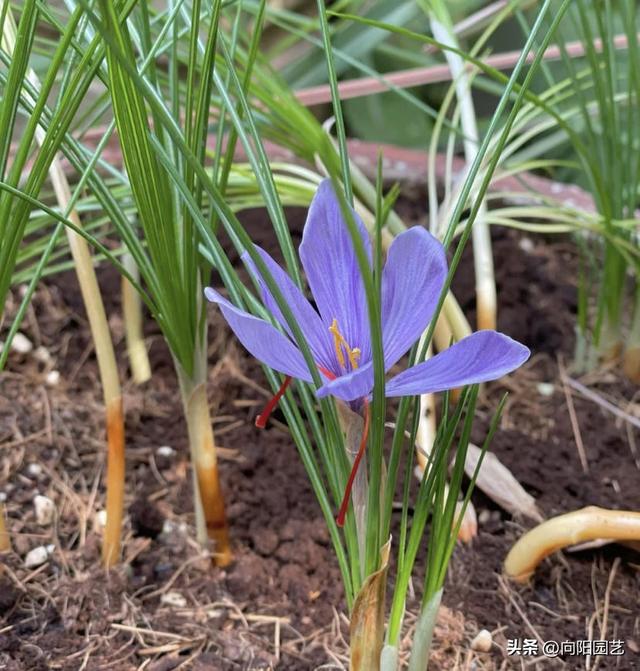 ​藏红花也能盆栽，种到土里就发芽，花蕊摘下来，留着泡水喝