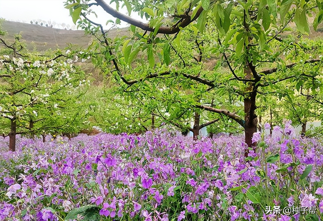 二月兰耐寒、耐贫瘠，观花又能观叶，种植方法和注意事项要注意