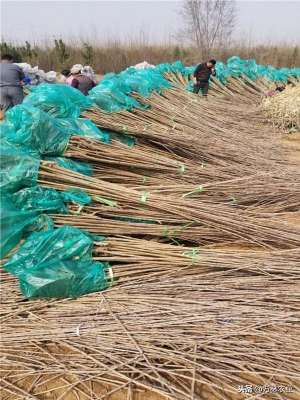 福晨樱桃苗种植基地(种植樱桃、想要收益高就要种植最早熟的樱桃苗品种—福晨樱桃树苗)