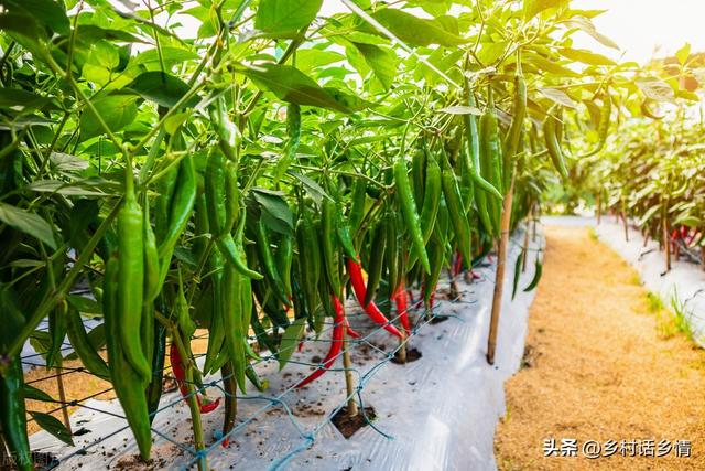 2023年蔬菜种植时间表来了，什么季节种什么菜，一文就看懂