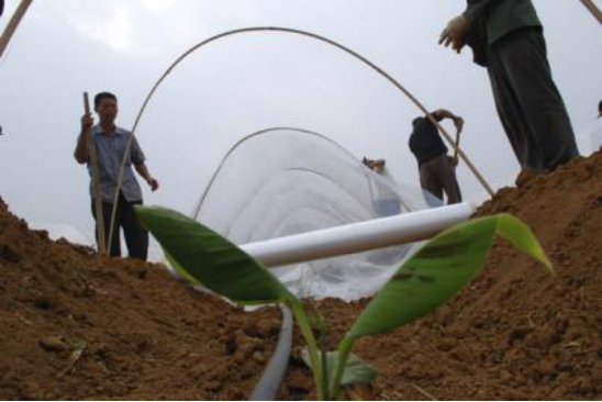 香蕉的种植的方法和技巧，一起来学习一下