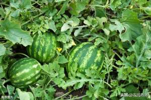 大田西瓜种植技术(大田西瓜种植技术与田间管理，如何收获优质高产？教你种植技巧)