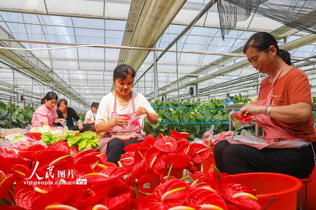 河南清丰：鲜切花远销一线城市