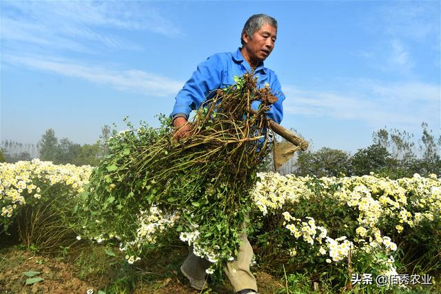 农民种植菊花，经济效益喜人，地头就能销售，摘花工具有智慧