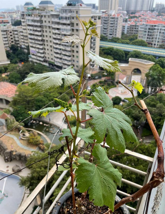 阳台种葡萄有“2技巧”，果子一串串，好吃好看美味，比养花有趣