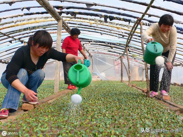 大棚甜瓜高效栽培技术